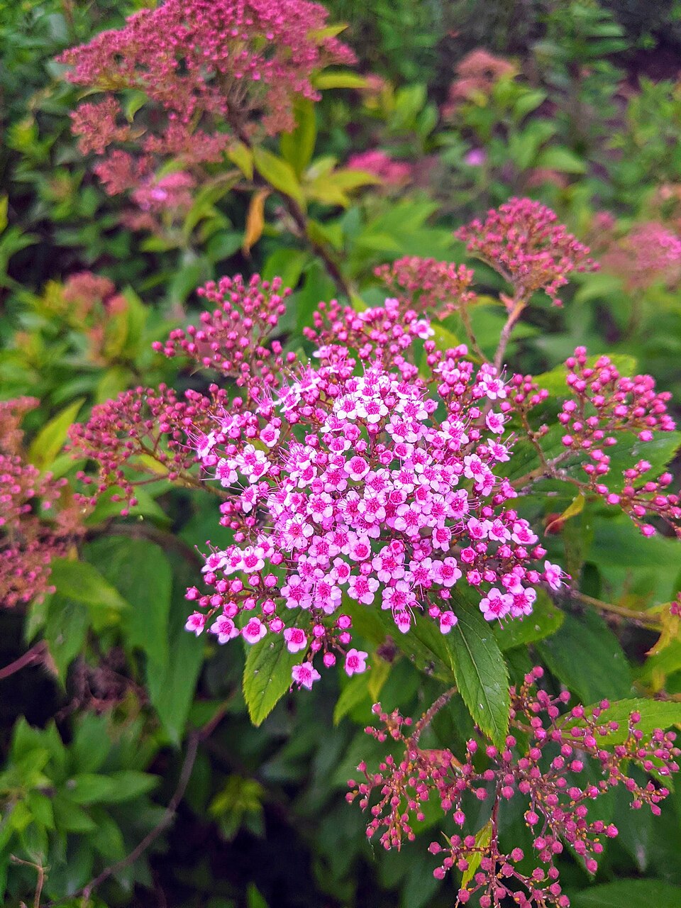 Popularmente chamada de “buquê de noiva”, a Espireia exibe flores vibrantes em tons de rosa, roxo ou branco, atingindo entre 60?cm e 1,5?m de altura . 