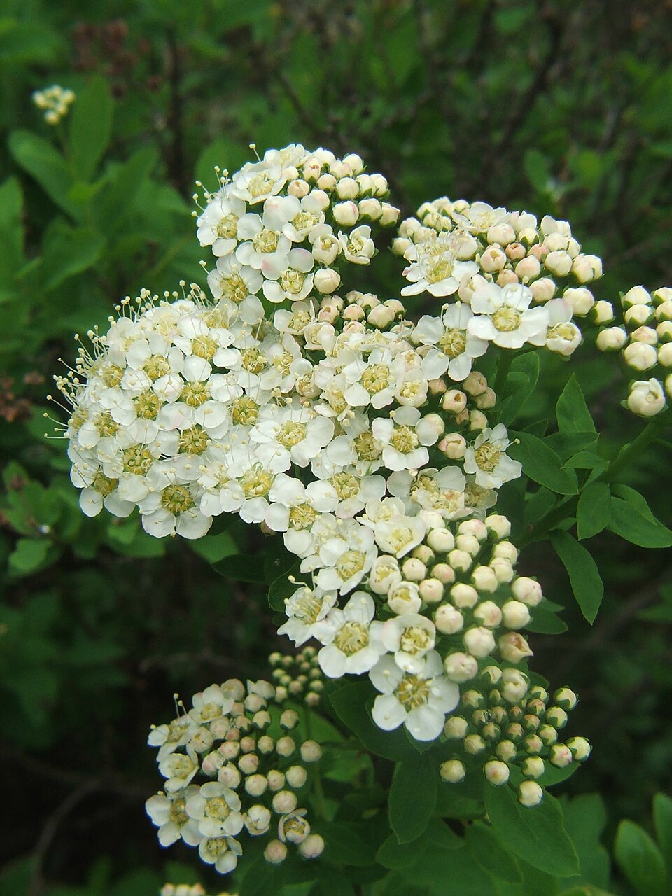 A Espireia é um gênero de arbustos floríferos da família Rosaceae, nativo da zona temperada do Hemisfério Norte, com maior diversidade no leste da Ásia . 