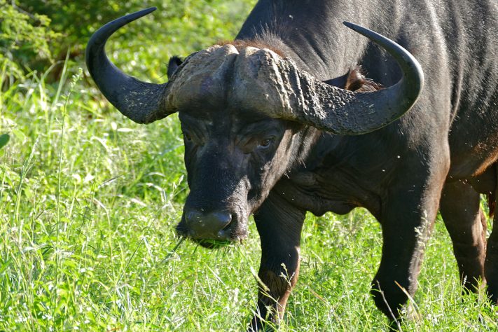 Búfalo-do-cabo (ou búfalo-africano) - Flickr - Bernard DUPONT