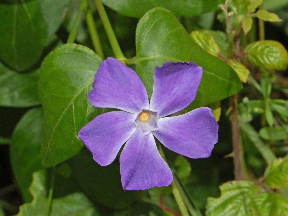 Vinca - Resistente ao calor e à seca, exige pouca manutenção para florescer sem parar.