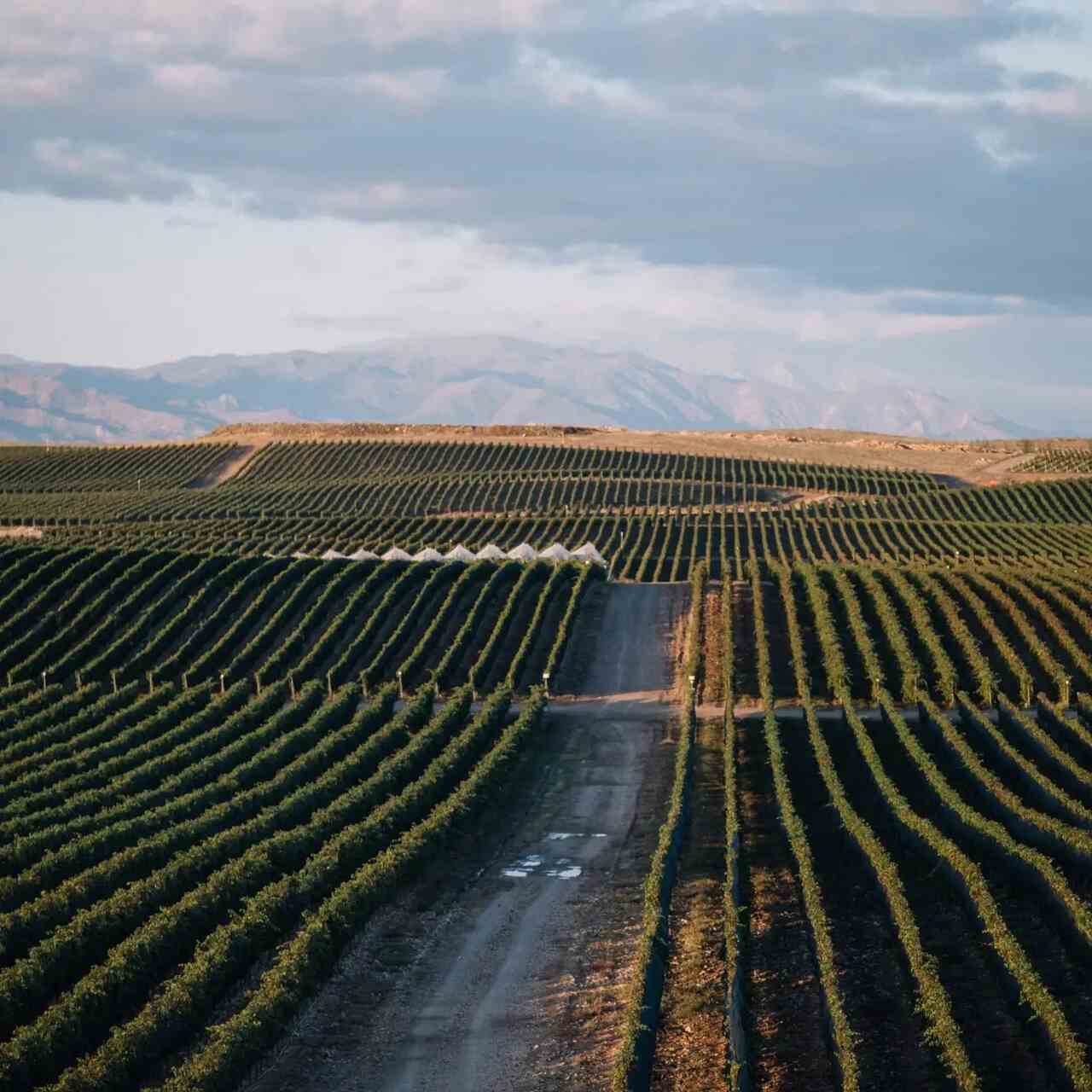 O país, aliás, é o antigo na produção de vinho. Vestígios arqueológicos mostram que a bebida era usada em cerimônias fúnebres, com jarros encontrados ao lado de túmulos da Idade do Cobre. Armênia e Geórgia disputam o título de berço do vinho, em uma rivalidade que cresce a cada nova descoberta científica.

