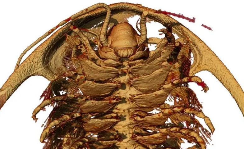 Ainda assim, os fósseis marroquinos revelaram novas informações graças ao uso de tomografia e modelagem 3D.