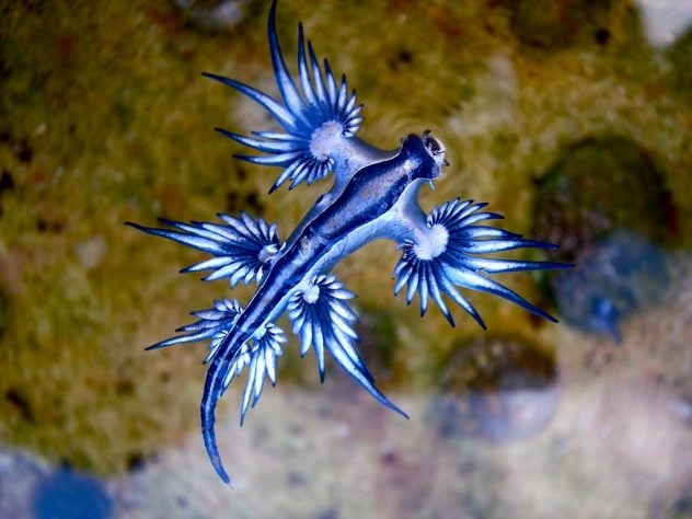 Lesma-do-mar (dragão-azul) -- Flickr - Sylke Rohrlach