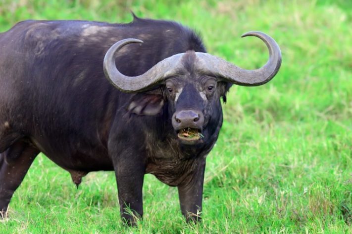 Búfalo-do-cabo (ou búfalo-africano) - Freepik/byrdyak
