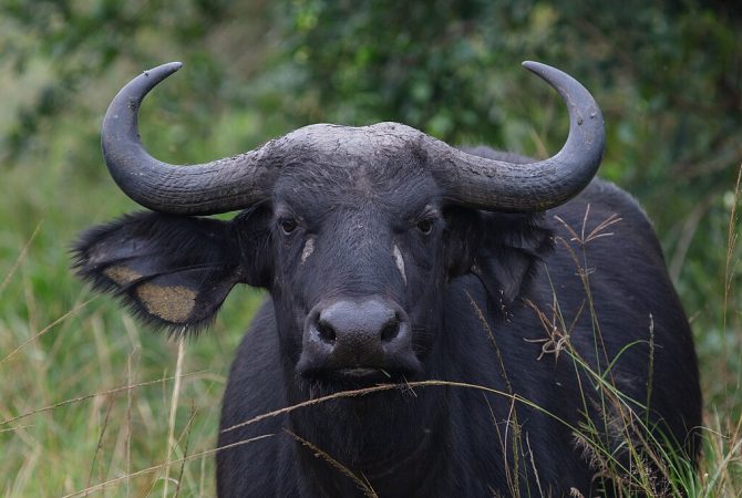 Conhecido como ‘peste-negra’, búfalo-do-cabo é espécie temida na África