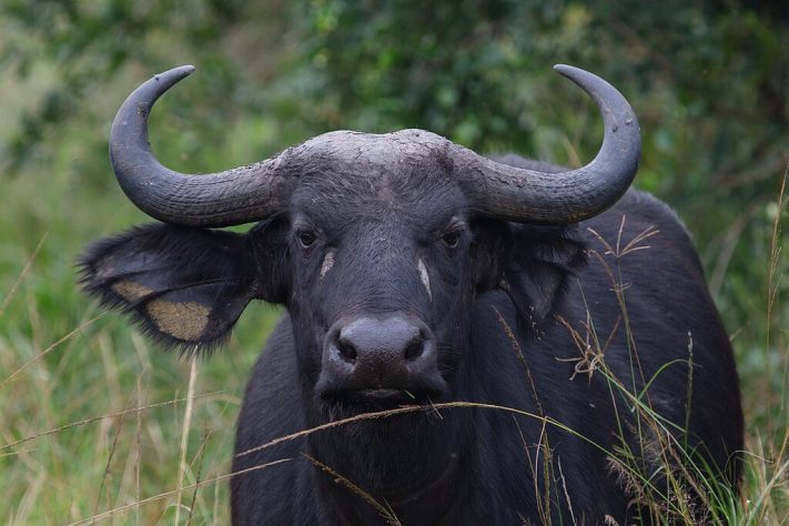 Búfalo-do-cabo (ou búfalo-africano) - Diego Delso, delso.photo, License CC BY-SA