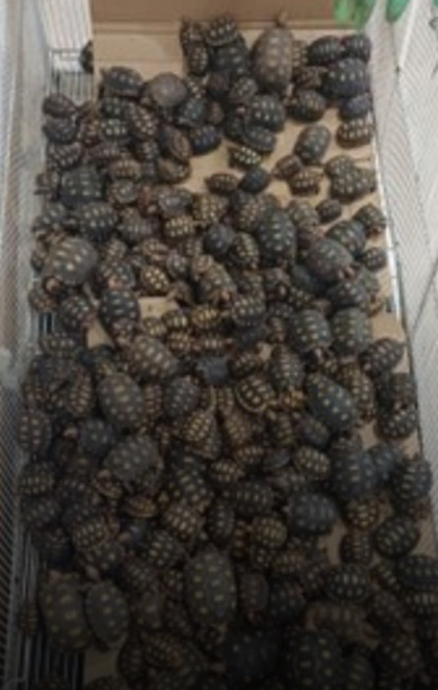 Segundo a Polícia Rodoviária Federal, o passageiro tinha embarcado em Feira de Santana, na Bahia, e seguia para Duque de Caxias, na Baixada Fluminense, onde, por sinal, há décadas existe feira ilegal de venda de produtos roubados e animais silvestres. Um problema crônico na região. 