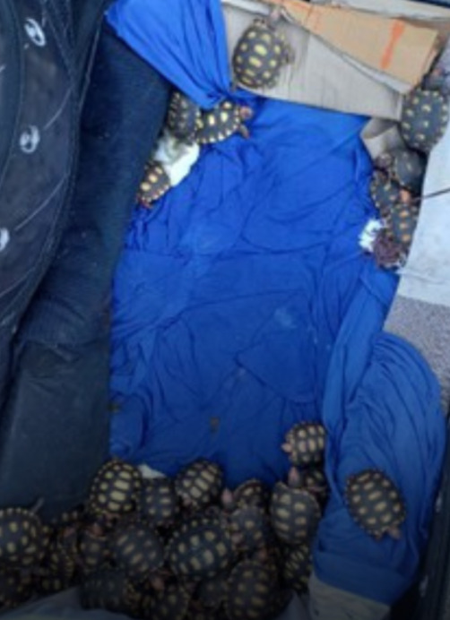 Os crimes costumam se repetir no Brasil, já que muitas pessoas não permanecem presas. Segundo a polícia, o homem já havia sido preso em 2015 pelo mesmo crime. Alguns jabutis morreram devido ao transporte irregular. No mercado ilegal, cada filhote da espécie pode ser vendido por até R$ 700. E, como tem gente que compra, o crime se perpetua. 
