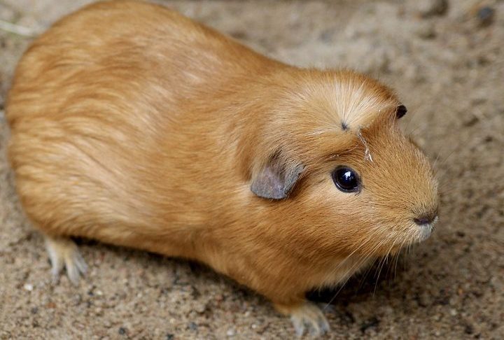 "Galinhas, coelhos e porquinhos-da-índia constituem uma parte importante da dieta dos nossos predadores, especialmente o lince europeu, que precisa de presas inteiras que se assemelhe ao que ele caçaria naturalmente na natureza", diz um trecho do post.