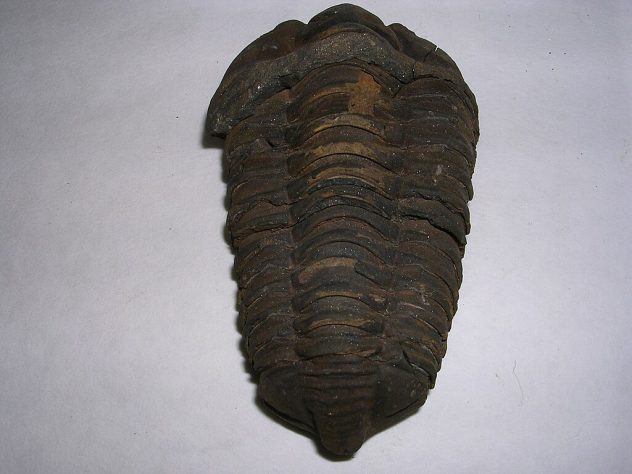 Trilobitas - Wikimedia Commons/porshunta