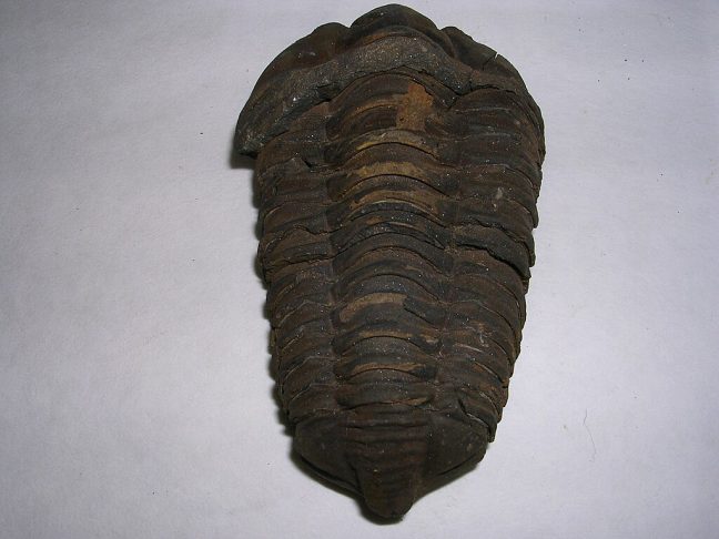 Além disso, o formato das trilobitas pode ter inspirado contas de colar romanas chamadas de "trilobitenperlen", populares entre mulheres e crianças e associadas à proteção.