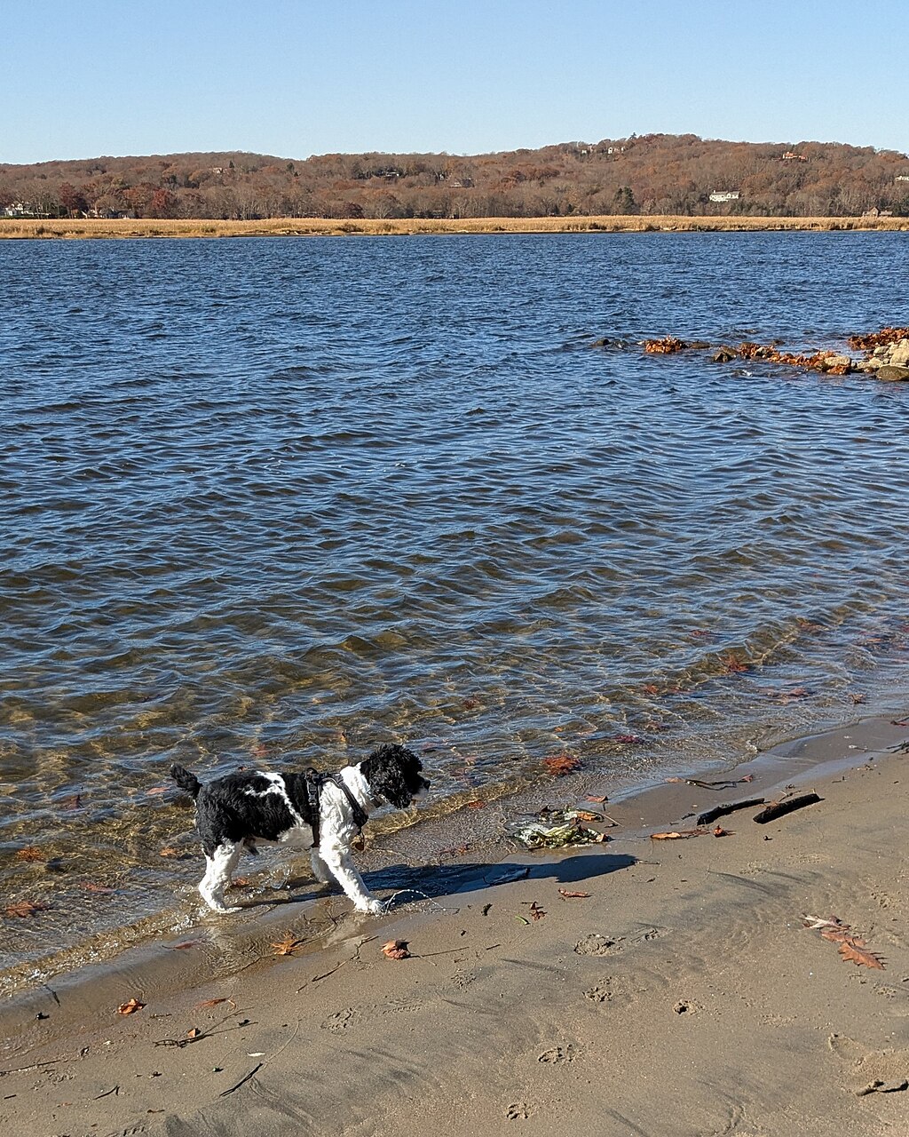 O nome da doença tem origem nas primeiras ocorrências registradas nas cidades de Lyme e Old Lyme, em Connecticut (EUA). Em 2023, foram reportados mais de 89 mil casos, mais que o triplo do registrado em 2021.