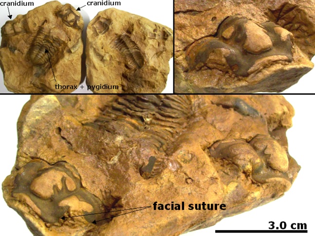 Em 2024, pesquisadores descobriram no Marrocos os fósseis de trilobitas mais bem preservados já registrados.