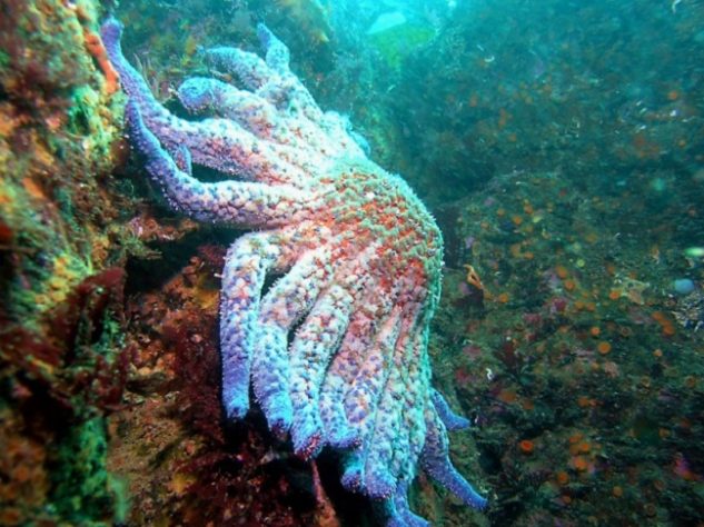 Estrela-do-mar-girassol - Flickr - Ed Bierman