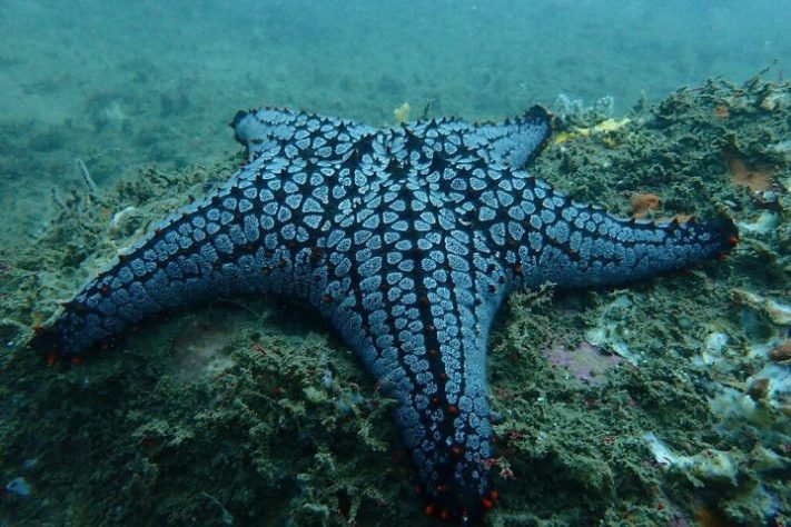 Estrela-do-mar - Wikimedia Commons/Nami Del Mar