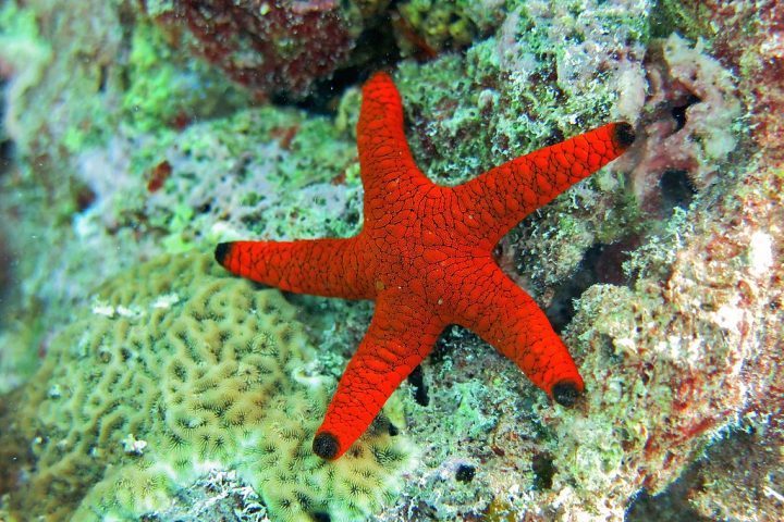 Seu corpo é coberto por uma carapaça calcária rígida, mas ainda assim flexível, e muitas apresentam cores vivas, como vermelho, azul, amarelo ou roxo.