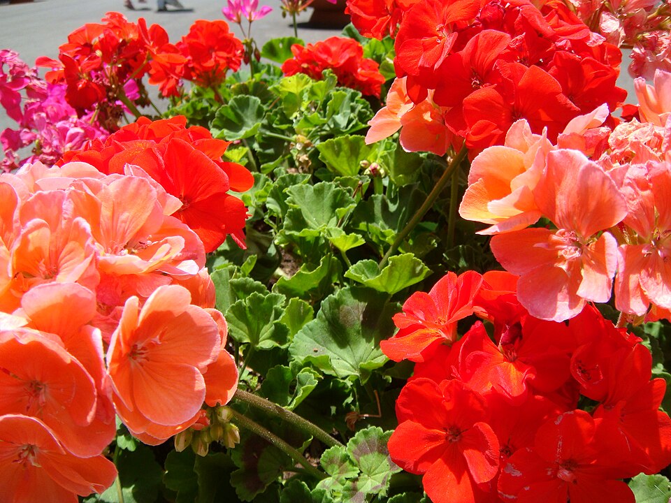Essas plantas perenes unem resistência e beleza, adaptando-se a diferentes climas e espaços. Veja algumas espécies. 
