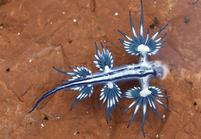 Lesma-do-mar (dragão-azul) - Wikimedia Commons/Poyt448, Peter Woodard