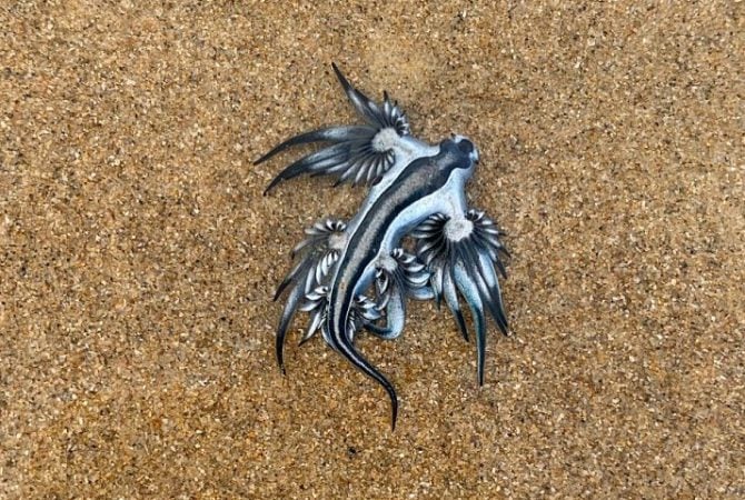 Presença de lesmas venenosas causa fechamento de praias na Espanha