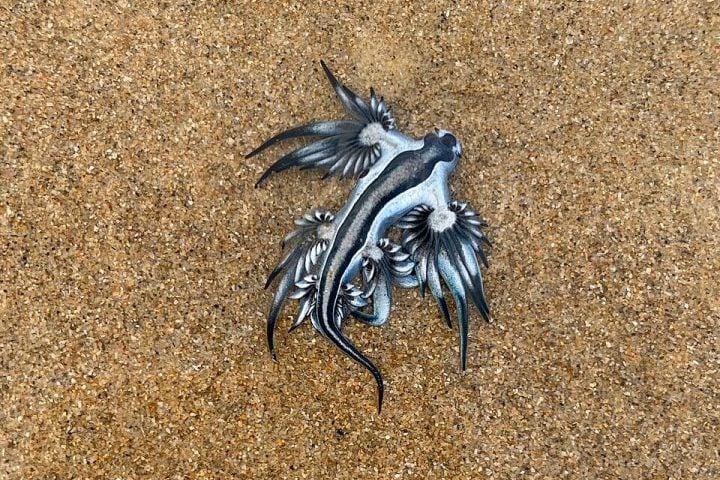 Lesma-do-mar (dragão-azul) - Wikimedia Commons/Oskar Suth