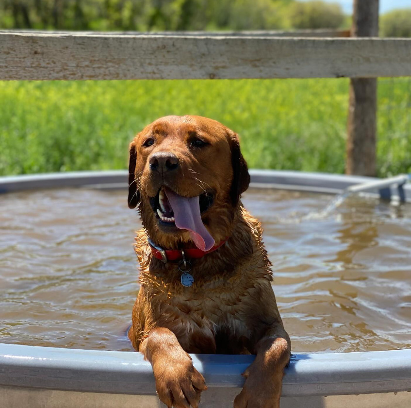 Cachorro ‘cutucador’ é reprovado para cão de serviço, mas conquista tutora - Reprodução instagram / @samantha_welborn
