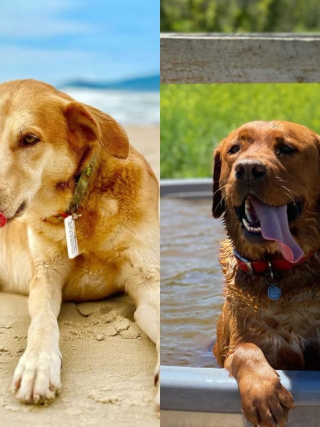 Cão ‘cutucador’ é reprovado para cão de serviço, mas conquista tutora