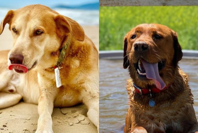 Cachorro com mania de ‘cutucadas’ é reprovado para cão de serviço, mas conquista nova tutora