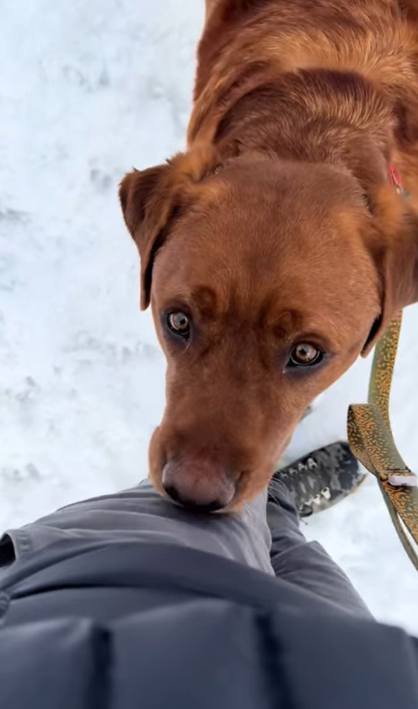 Samantha Welborn adotou Leo, que então se tornou um cão de companhia sensível e afetuoso, usando suas "cutucadas com o focinho" para se comunicar. Apesar de não ser um cão de serviço oficialmente, Leo ganhou carinho e atenção e ofereceu apoio emocional e alegria na vida da nova tutora.