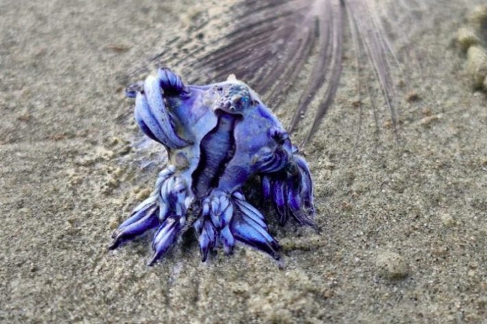 Lesma-do-mar (dragão-azul) - Divulgação/Gemany Caetano