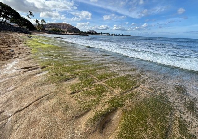 Maré baixa revela desenhos de 500 anos em praia do Havaí
