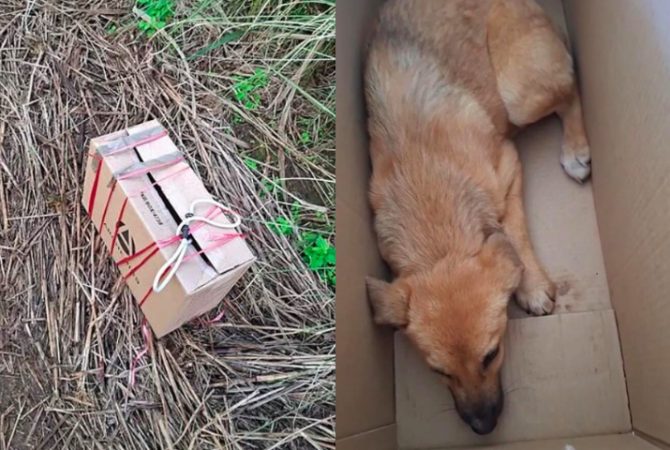 Funcionário de abrigo encontra cachorro abandonado e resgate comove seguidores
