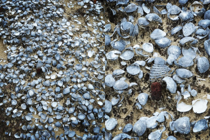 Essas formações são constituídas por camadas de materiais orgânicos, utensílios, conchas, ossos e até restos de alimentos.