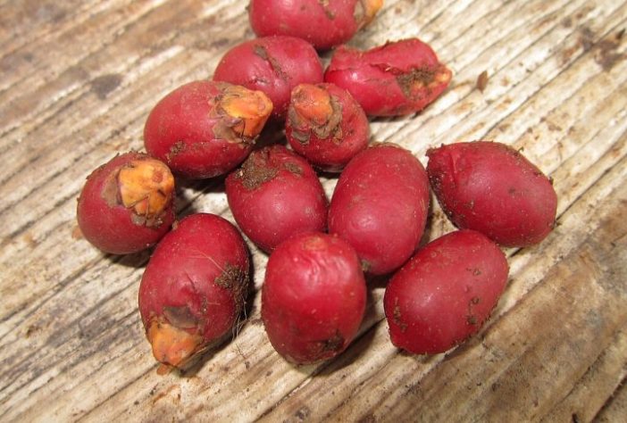 Noz de bétele - Wikimedia Commons/കാക്കര