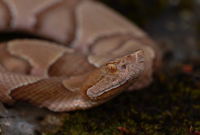 Cobra cabeça-de-cobre -- Wikimedia Commons/Peter Paplanus