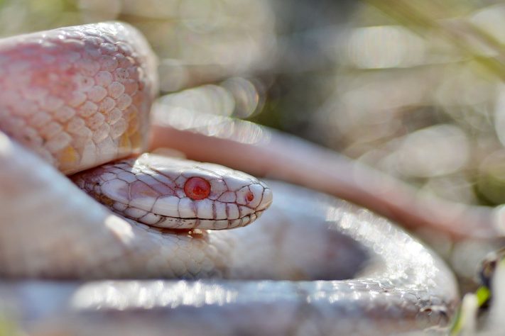 Cobra-do-milho albina | Flickr - Gilles San Martin