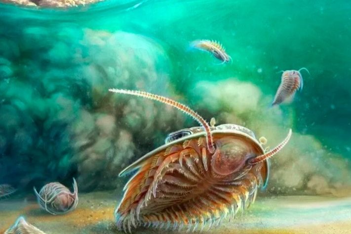 Trilobitas - Prof. A. El Albani, Univ. Poitiers.