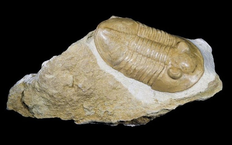 Fóssil de trilobita - Wikimedia Commons/Didier Descouens