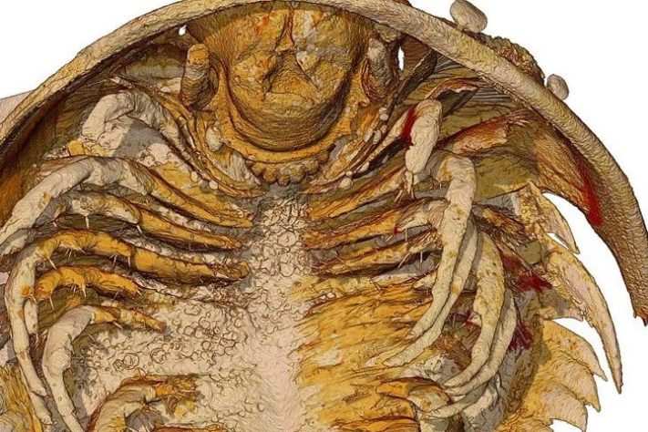 Registro de trilobitas encontrados no Marrocos - Reprodução/Arnaud Mazurier/Universidade de Poitiers