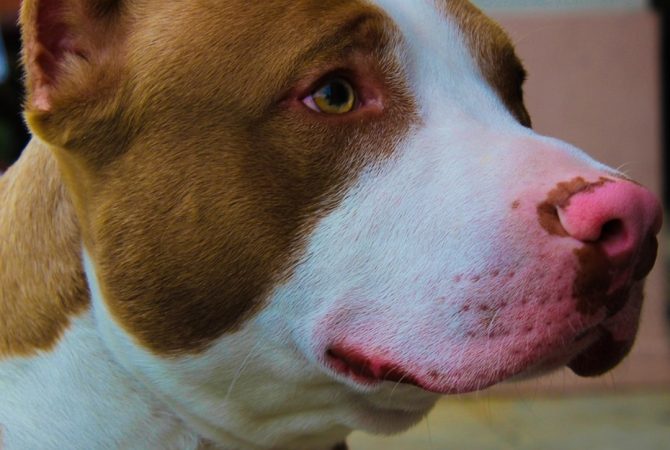 Menino é mordido no rosto por pitbull: ataques de cães dessa raça se sucedem de forma assustadora no país