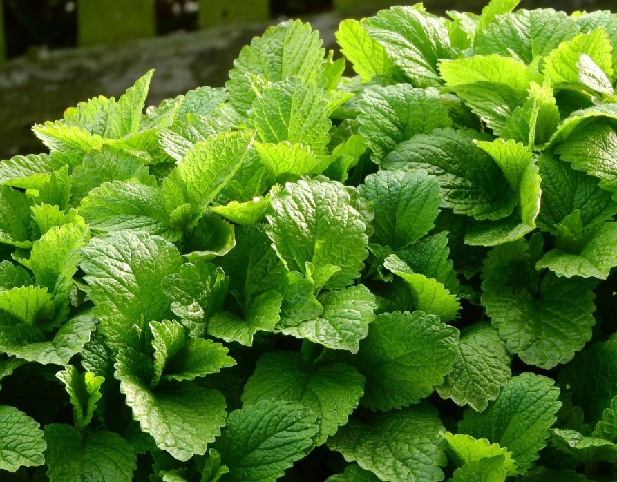 Apesar de seus muitos benefícios, o uso da erva-cidreira requer alguns cuidados. Pessoas com hipotireoidismo devem evitar o consumo excessivo, pois a planta pode interferir na função da tireoide.