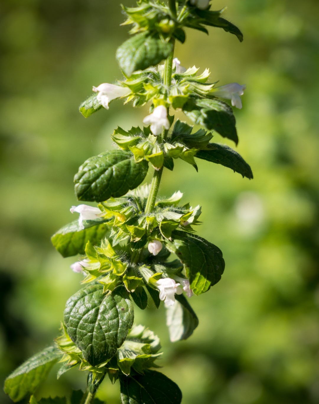A erva-cidreira também apresenta propriedades antioxidantes, graças à presença de compostos como ácido rosmarínico, flavonoides e taninos, que ajudam a combater os radicais livres e proteger as células contra o envelhecimento precoce.