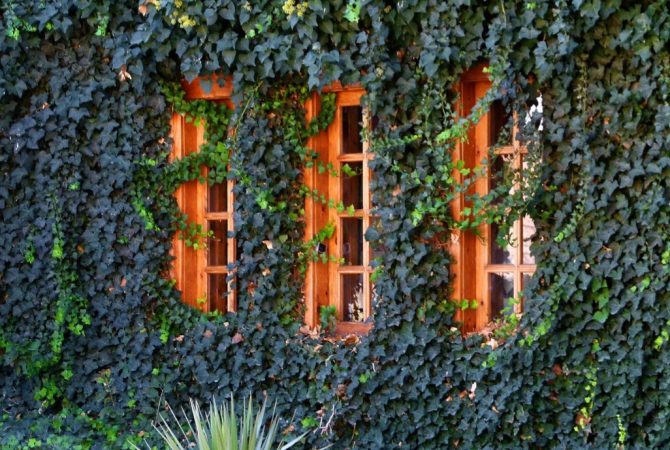 Hera: planta que embeleza cercas e paredes também é sagrada em diferentes culturas