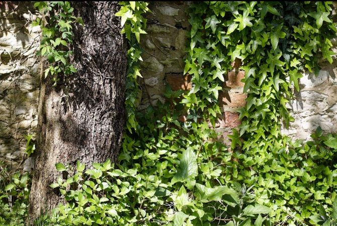 Aderência e paisagismo: hera se destaca na decoração e pelo lado espiritual
