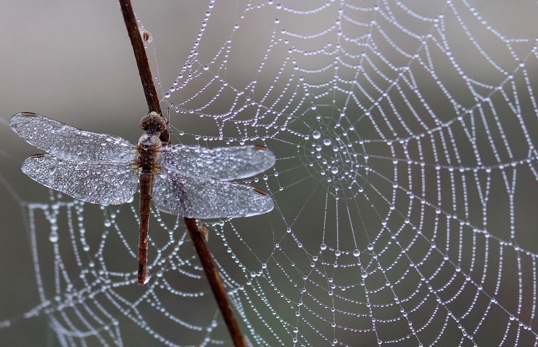 A função principal das teias é capturar presas como insetos voadores. Os fios pegajosos imobilizam os animais, permitindo que a aranha se aproxime com segurança para injetar veneno.