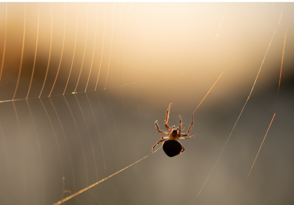 Filhotes de aranha também usam a seda para dispersão aérea. Esse fenômeno, chamado de balonismo, ocorre quando soltam fios ao vento para serem levados a novos habitats.
