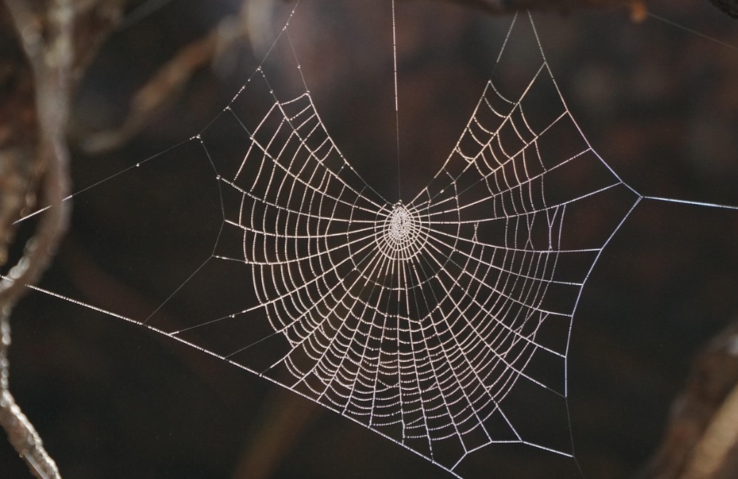 Teias de aranha: aparente suavidade mais resistente que o aço - Pixabay 