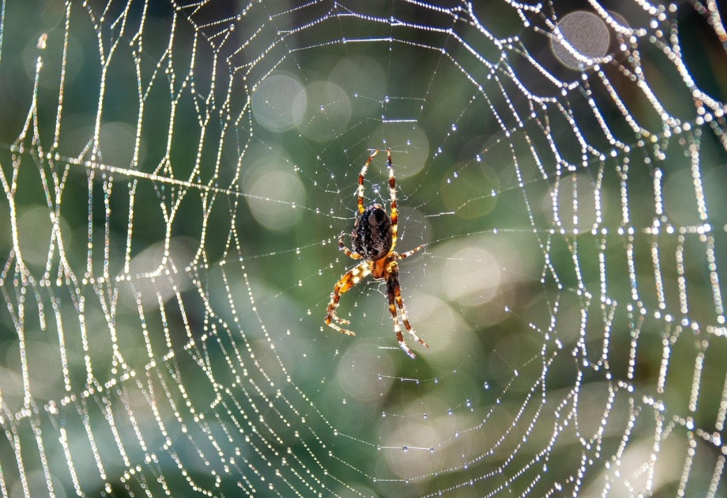 Algumas aranhas posicionam-se no centro da teia e permanecem imóveis por longos períodos. Isso economiza energia e permite reação rápida quando uma presa é capturada.