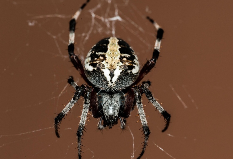 A construção de uma teia envolve cálculos precisos de distância e tensão. Aranhas seguem padrões geométricos sofisticados, mesmo sem um cérebro grande ou visão nítida.