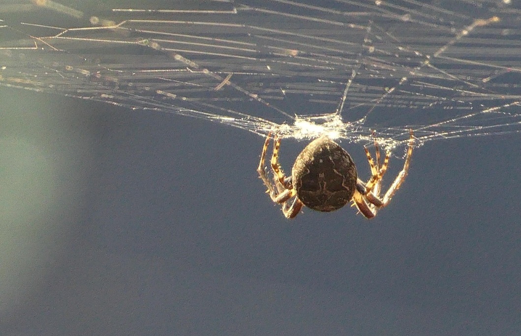 A seda é secretada por glândulas especiais localizadas no abdome da aranha. A partir dessas glândulas, ela puxa fios com as pernas traseiras para construir suas estruturas.