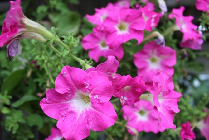 Flores perenes: espécies que florescem o ano inteiro
